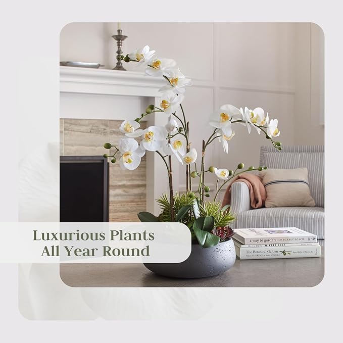 CG Hunter Faux Orchid Plant w/Succulents, Premium Artificial Indoor Flower Display Stands 24” w/Beautiful Sculptural Blooms and Succulents That Lasts Forever, Grey Planter Pot Included